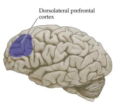 Diagram of the brain highlighting the dorsolateral prefrontal cortex