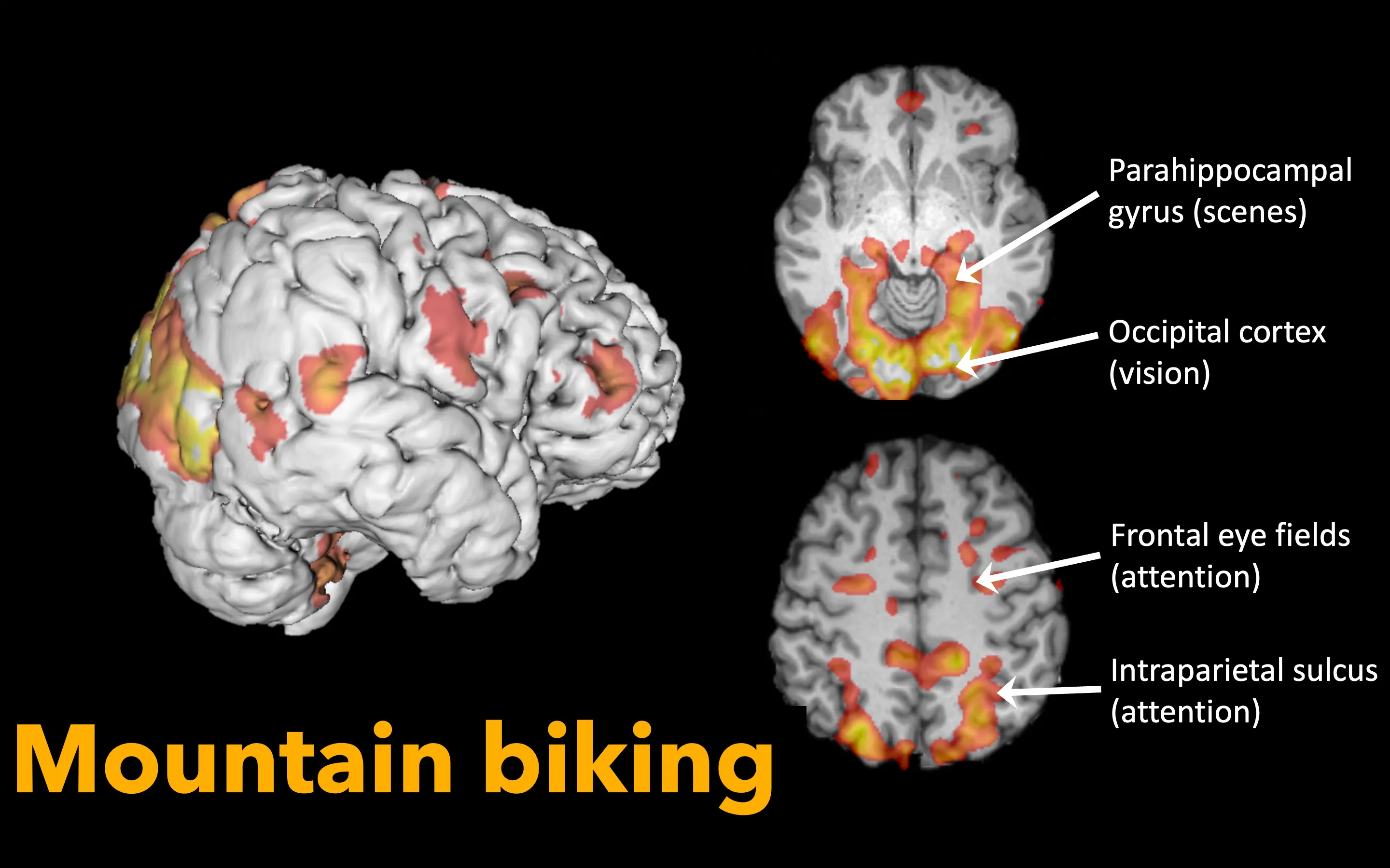 Activation in Olly’s brain for POV riding videos