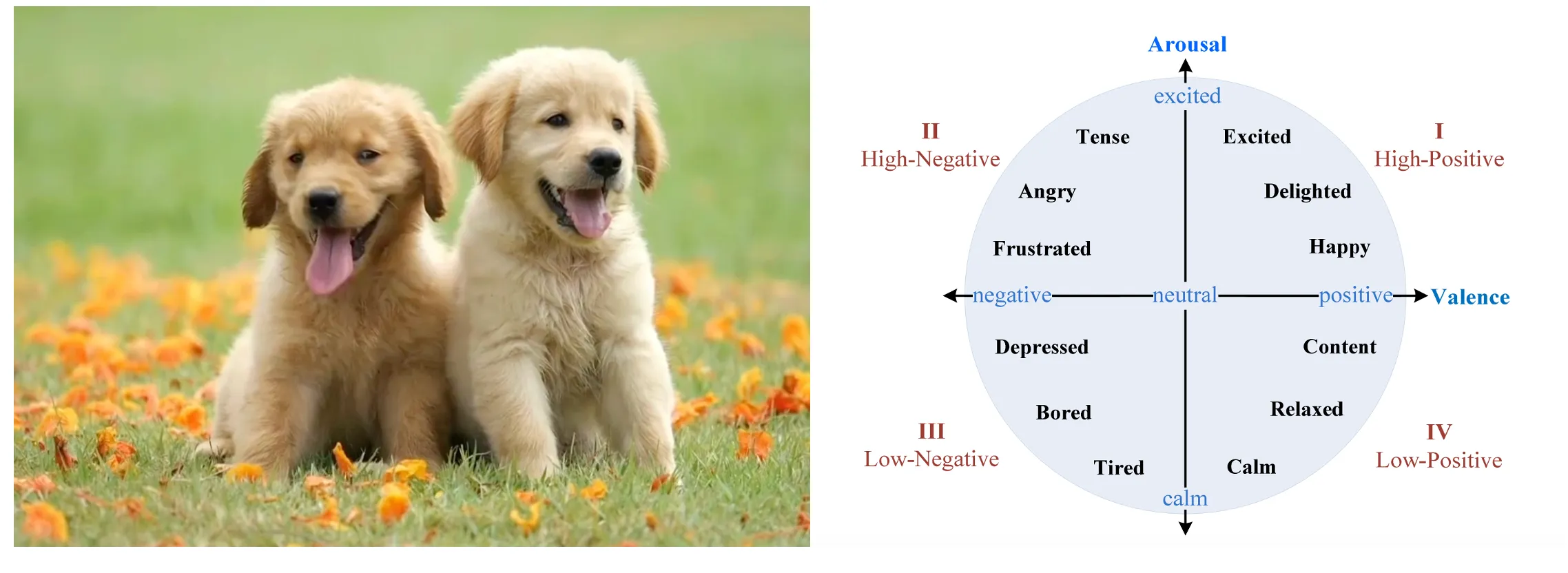 When we see cute puppies our body reacts by feeling good and getting more excited. Our brain interprets these changes as feeling a positive emotion like excitement or delight.